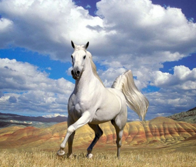 Cavalo bianco e bela muger, dà senpre del pensier.