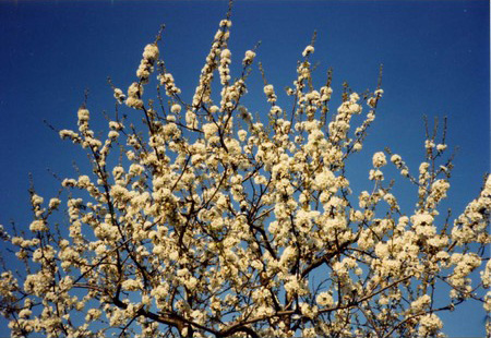 Na seresara fiorìa, tuta on ricamo de fiuri bianchi, che a vardarla pareva on incanto. (foto G.Bellotto)