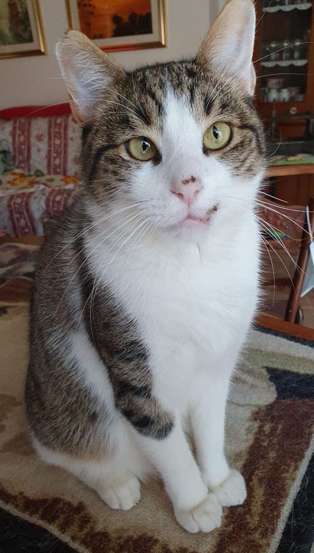 Un gato de la me amiga: el ga parfin l'aparechio par drissarghe i denti.